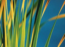 Water Saving Products and LEED Green Home Building